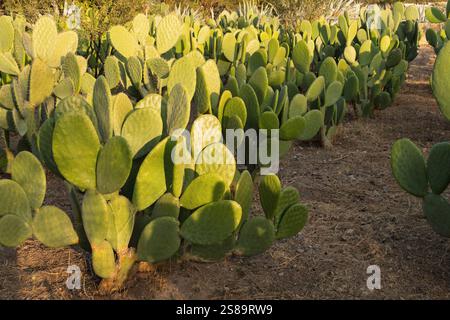 In einer sonnendurchfluteten Wüste zeigt eine dichte Gruppe von Opuntia Ficus indica Kakteen ihre dicken, paddelförmigen Blätter. Die goldene Stunde wird warm Stockfoto
