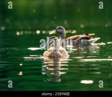 Weibliche Mallard Ducks auf einem See Stockfoto