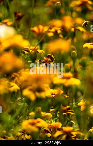Hummeln bestäuben in einem Sommergarten lebendig gestreifte französische Ringelblumen Stockfoto