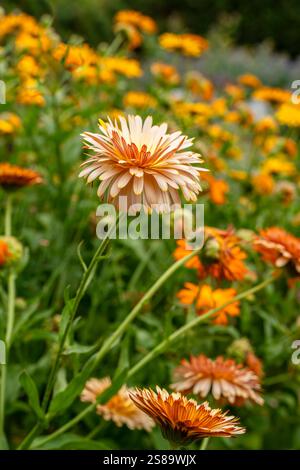 Ein blühender Ringelblumen inmitten eines Teppichs aus Blumen Stockfoto