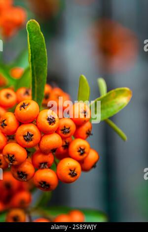 Eine Nahaufnahme der Weißdornbeeren im Winter Stockfoto
