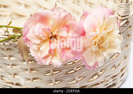Rosa Rosen in einem Korb Stockfoto