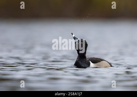 Eine männliche Ente mit geringtem Hals schwimmt vor meinem Kajak auf Lost Lake im Door County Wisconsin. Stockfoto