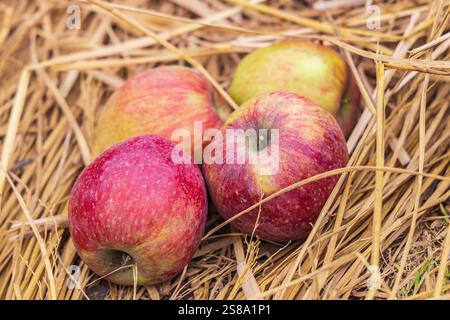 Raiyar Beruwa, Khan Sahib Tehsil, Jammu und Kaschmir, Indien. Frisch geerntete Äpfel. Stockfoto