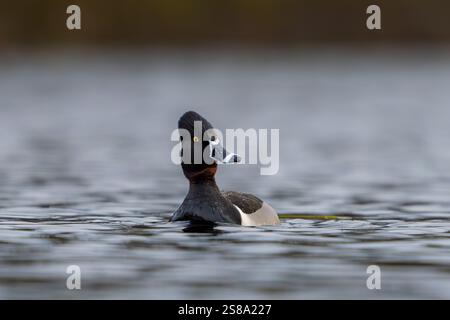 Eine männliche Ente mit geringtem Hals schwimmt vor meinem Kajak auf Lost Lake im Door County Wisconsin. Stockfoto