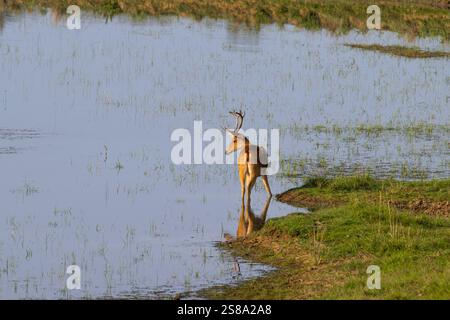 Männliche gefleckte Hirsche stehen früh am Morgen in einem See mit goldenem Licht. Stockfoto