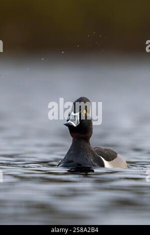 Eine männliche Ente mit geringtem Hals schwimmt vor meinem Kajak auf Lost Lake im Door County Wisconsin. Stockfoto