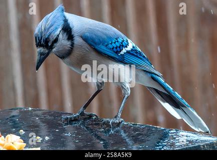 Ein Bluejay auf dem Hinterhof-Deck Stockfoto