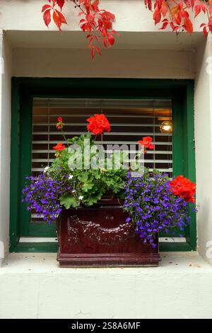 Rote Geranien und dunkelblaue Miniaturgeranien wachsen in einem Keramiktopf auf einer Fensterbank Stockfoto
