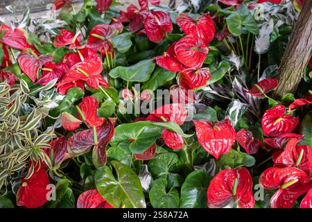 Painter's Palette Pflanze mit lebendigem Laub in einer Mischung aus Grün-, weiß- und Rottönen. Diese Pflanze liegt in einer üppigen Gartenumgebung und verleiht Ihnen einen Hauch von Spritzern Stockfoto