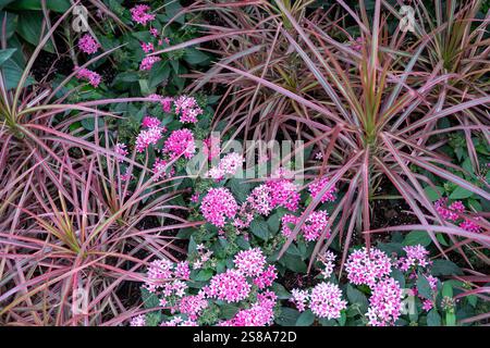 Lebhafter ägyptischer Sternhaufen (Pentas lanceolata) in voller Blüte inmitten üppiger Gartenlaube. Die markanten roten Blüten und grünen Blätter bilden einen Kontrast Stockfoto
