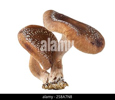 Shiitake-Pilze isoliert auf weiß Stockfoto
