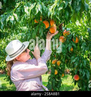 Frau pflückt Pfirsiche auf einem Obstgarten in Zentral-Kentucky Stockfoto
