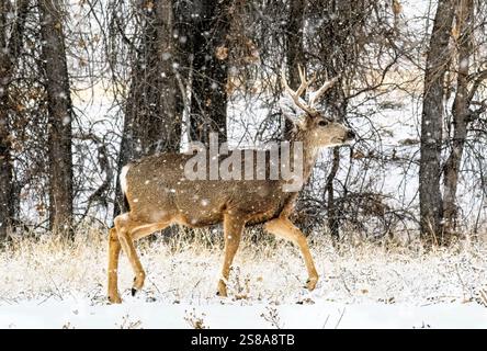 Ein Maultierhirsch mit verschneiten Geweihen und Ohren, der während eines Schneesturms in Colorado einen Pfad durch die Wälder führt. Stockfoto