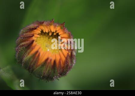 Lebendiges Makrofoto einer Calendula officinalis (Pot Marigold), die seine komplizierte Blütenblattstruktur und die sonnigen Farbtöne zeigt Stockfoto