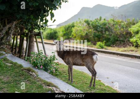 Ein wildes Hirsch namens Kerama Deer auf einer leeren Küstenstraße im Frühjahr auf aka Island, Zamami Village, Präfektur Okinawa, Japan. Stockfoto