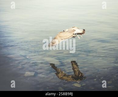 Eine Seemöwe, die tief über dem Wasser fliegt Stockfoto