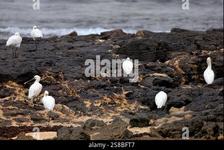 Gruppe der Löffler, Platalea leucorodia, El Cotillo, Fuerteventura, Kanarische Inseln, Spanien. Stockfoto
