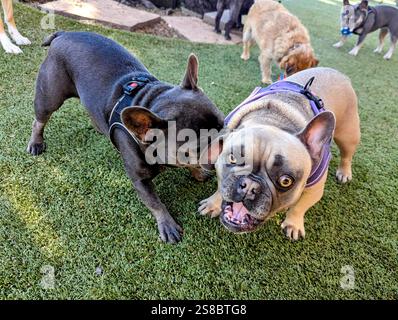 Französische Bulldoggen spielen Stockfoto
