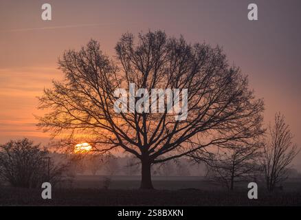 Sieversdorf, Deutschland. Januar 2025. Bei Sonnenaufgang strahlt der Morgenhimmel hell über der Landschaft im Osten Brandenburgs. Quelle: Patrick Pleul/dpa/Alamy Live News Stockfoto