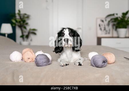 Energiegeladenes Spaniel-Hündchen findet Freude in Wollbällen auf dem Bett. Stockfoto
