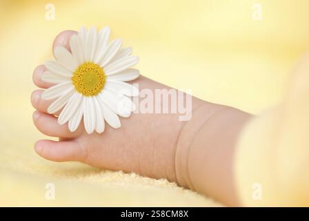 Schöne Baby Fuß mit weißen Gänseblümchen Stockfoto