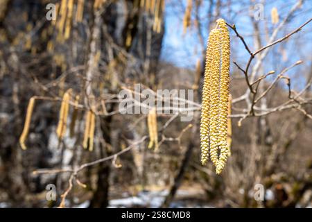 Hazelkatzen, Corylus Avellana hängt von einer Birke. Stockfoto