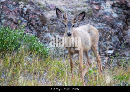 Ein junger männlicher Maultierhirsch mit kleinen Geweihen steht auf einem grasbewachsenen Flickchen mit felsigem Hintergrund und blickt direkt in die Kamera mit einem felsigen Hintergrund. Stockfoto