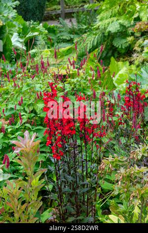 Lobelia Cardinalis „Queen Victoria“ wächst im Spätsommer in einem Moorgarten Stockfoto