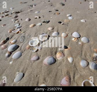Muscheln im Sand an einem Strand in Tel Aviv, Israel, am 23. Oktober 2024. Foto: Raquel G. Frohlich. Stockfoto
