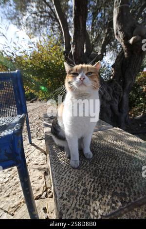 Eine streunende Katze in Jerusalem am 13. Dezember 2024. Foto: Raquel G. Frohlich. Stockfoto
