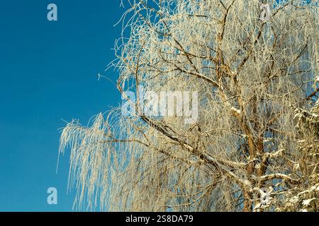 Die Krone und die Äste einer großen Weide bedeckt mit Schnee vor einem blauen Himmel Hintergrund Stockfoto