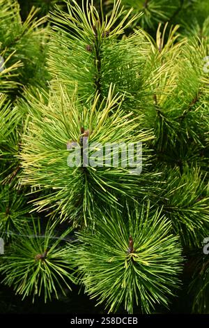 Grüne Nadelkiefer Stockfoto