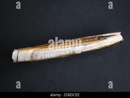 Rasiermuschel Stockfoto