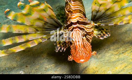 Teufelsfische, gemeiner Löwenfisch, Pterois Miles, Rotes Meer, Ägypten, Afrika Stockfoto