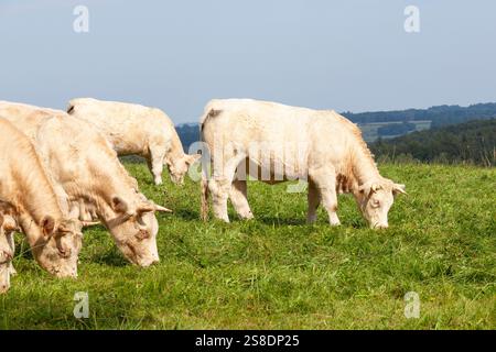 Herde weißer charolais-Rinderkühe auf der Almweide, Nouvelle-Aquitaine, Frankreich Stockfoto