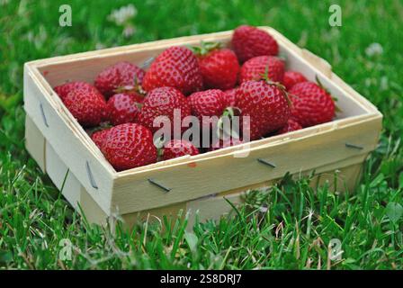 Erdbeeren in einem Korb. Stockfoto