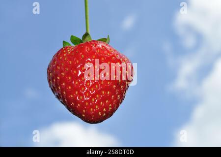 Erdbeere auf dem Hintergrund des blauen Himmels. Stockfoto