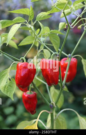 Rote Chilischoten und grüne Blätter Stockfoto