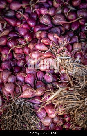 Blick hinunter auf eine Fülle von Schalotten, die an einem Marktstand zum Verkauf angeboten werden Stockfoto