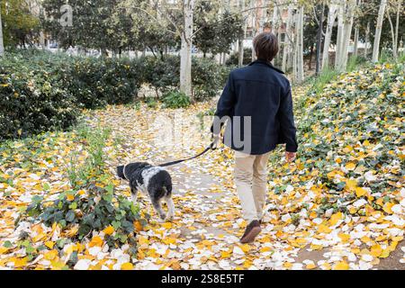 Rückansicht eines nicht erkennbaren Mannes, der gemütlich mit seinem Hund auf einem kopfsteingepflasterten Pfad mit gelben Herbstblättern in einem Stadtpark spaziert. Sie sind umher Stockfoto