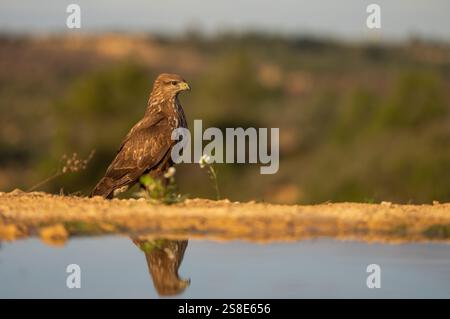 Ein Braunadler stand anmutig in der Nähe eines ruhigen Wasserkörpers, dessen Reflexion deutlich sichtbar ist. Der Hintergrund zeigt eine weiche, verschwommene Landschaft Stockfoto