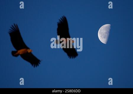 Zwei Gänsegeier schweben anmutig durch den klaren, mondbeleuchteten Himmel in Alicante, Spanien, und fangen einen atemberaubenden Moment der natürlichen Schönheit und des Fluges ein Stockfoto