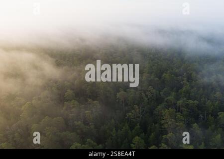 Aus der Vogelperspektive eines nebeligen Nadelwaldes bei Sonnenaufgang. Sanftes Sonnenlicht bricht durch den dichten Nebel und schafft eine mystische Atmosphäre. Ideal für Projekte Stockfoto