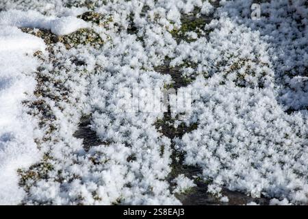 Nahaufnahme von frostigem Gras, bedeckt mit komplizierten Eiskristallen in Georgien die zarten weißen Formationen erzeugen ein wunderschönes natürliches Muster, hochgradig Stockfoto