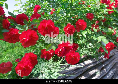 Eine blühende Kletterrose mit roten Blüten in der Dekoration eines Landgrundstücks. Das Konzept der Schaffung einer natürlichen grünen Hecke, selektiver Fokus Stockfoto