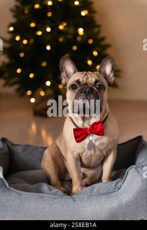 Eine charmante französische Bulldogge mit roter Schleife sitzt hinter ihm in einem gemütlichen grauen Hundebett, ein wunderschön beleuchteter Weihnachtsbaum verleiht dem s eine festliche Note Stockfoto