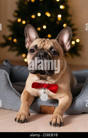 Eine charmante französische Bulldogge mit roter Schleife sitzt in einem gemütlichen Bett vor dem Hintergrund eines unscharfen Weihnachtsbaums mit funkelnden Lichtern, die Wärme ausstrahlen Stockfoto