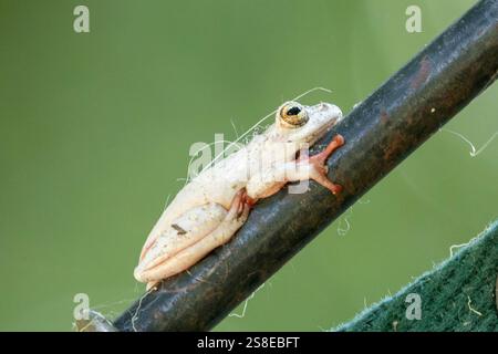 Marmorierter Schilffrosch oder gemalter Schilffrosch (Hyperolius marmoratus marmoratus), der sich auf einem Zeltmast abflacht, Swellendam, Westkap, Südafrika Stockfoto