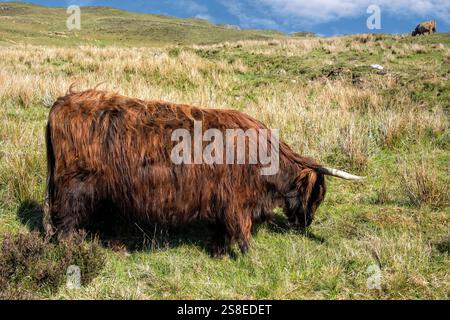 Langhaarige schottische Kuh, die im Hochland von Skye weidet. Stockfoto